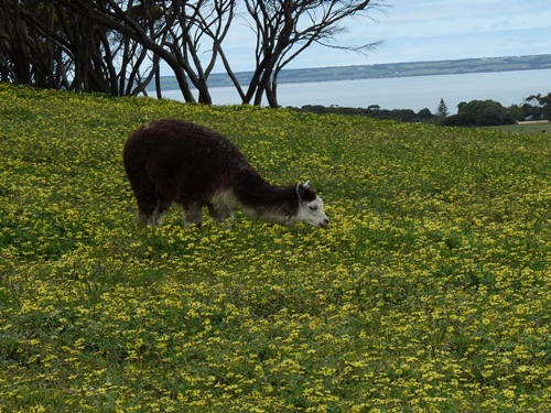 Alpacca
